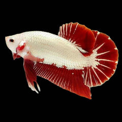 Fancy Plakat Betta Red FCCP White Scale Male