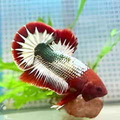Fancy Plakat Betta Red FCCP White Scale Male