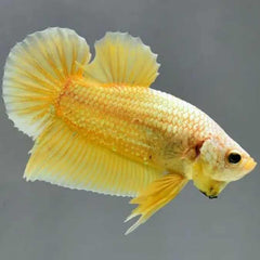 Fancy Plakat Betta Yellow Mustard