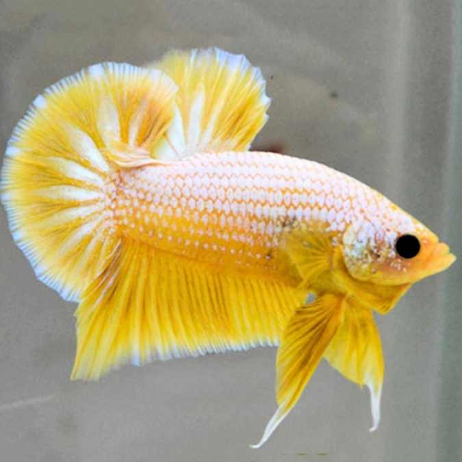 Fancy Plakat Betta Yellow Mustard