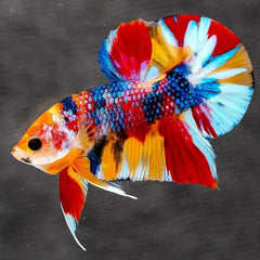 Mixed Galaxy Plakat Male Betta