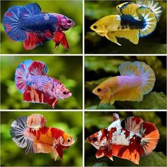 Mixed Galaxy Plakat Male Betta