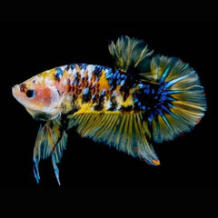 Multicolour Metallic Galaxy Plakat Male Betta