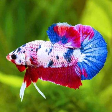 Mixed Galaxy Plakat Male Betta