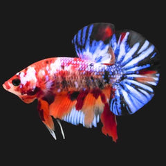 Multicolour Metallic Galaxy Plakat Male Betta