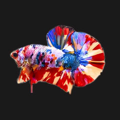 Candy Fire Galaxy Plakat Male Betta