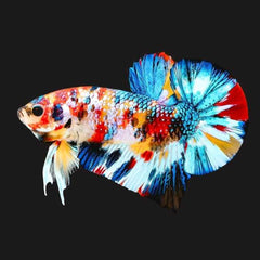 Multicolour Metallic Galaxy Plakat Male Betta