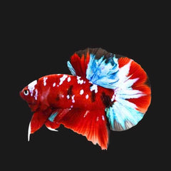 Red Copper Metallic Galaxy Plakat Male Betta