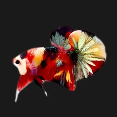 Red Copper Metallic Galaxy Plakat Male Betta