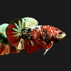 Red Copper Metallic Galaxy Plakat Male Betta