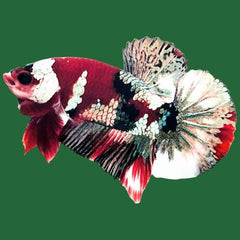 Red Copper Metallic Galaxy Plakat Male Betta