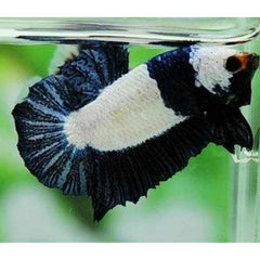 White Base Metallic Galaxy Plakat Male Betta