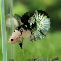 White Base Metallic Galaxy Plakat Male Betta