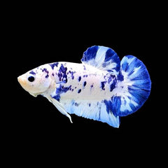 White Base Metallic Galaxy Plakat Male Betta