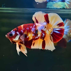 Nemo Copper Metallic Galaxy Plakat Male Betta