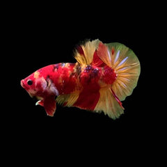 Nemo Copper Metallic Galaxy Plakat Male Betta