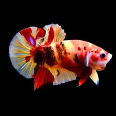 Nemo Copper Metallic Galaxy Plakat Male Betta