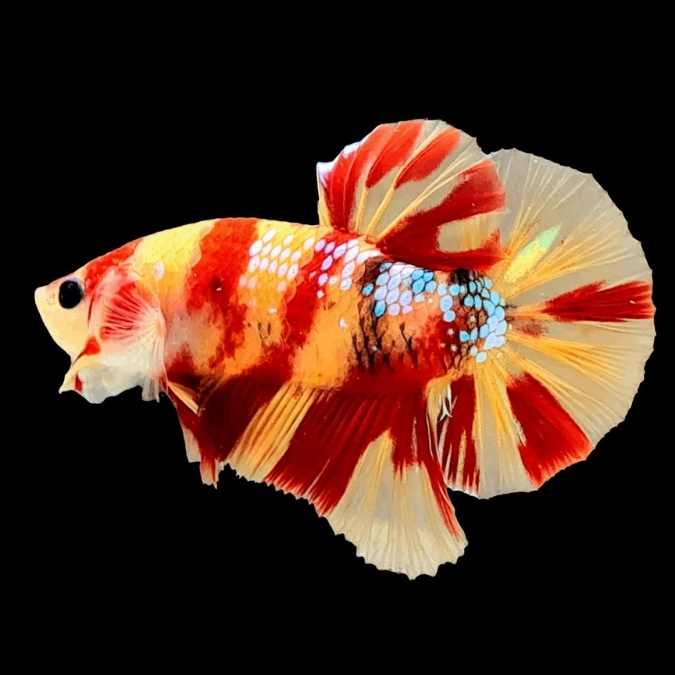 Nemo Copper Metallic Galaxy Plakat Male Betta