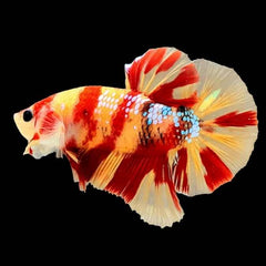 Nemo Copper Metallic Galaxy Plakat Male Betta