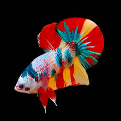 Candy Fire Galaxy Plakat Male Betta