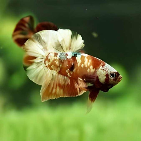 Yellow Copper Metallic Galaxy Plakat Male Betta