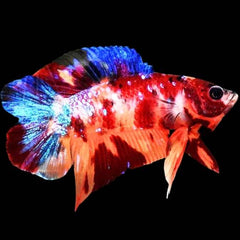 Double Tail Candy Galaxy Plakat Male Betta