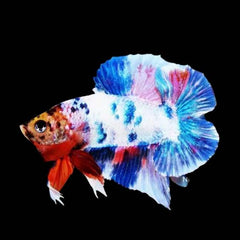 Double Tail Candy Galaxy Plakat Male Betta