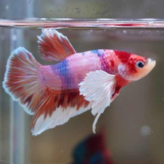 Dumbo Candy Galaxy Plakat Male Betta