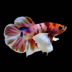 Dumbo Candy Galaxy Plakat Male Betta