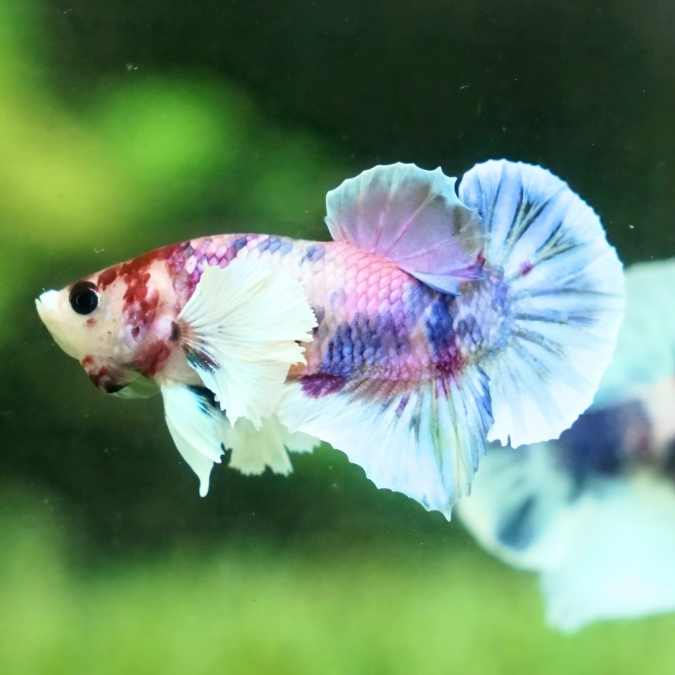 Dumbo Candy Galaxy Plakat Male Betta