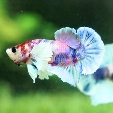 Dumbo Candy Galaxy Plakat Male Betta