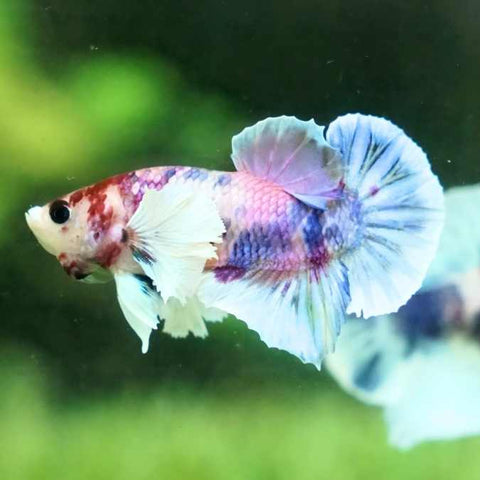 Dumbo Candy Galaxy Plakat Male Betta
