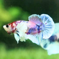 Dumbo Candy Galaxy Plakat Male Betta