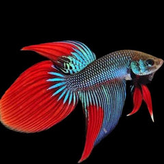 Wild Betta Sunrise Tail Longfin Imbellis