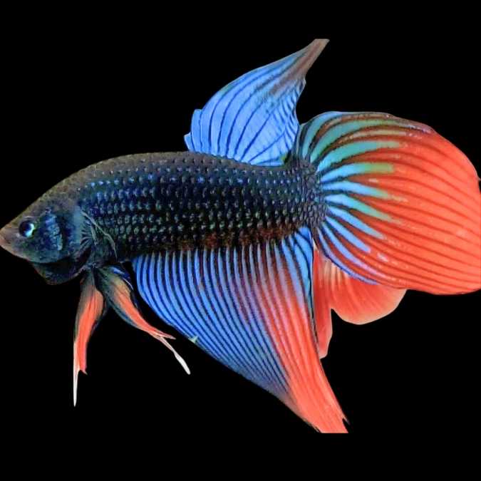 Wild Betta Sunrise Tail Longfin Imbellis