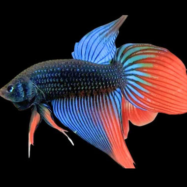 Wild Betta Sunrise Tail Longfin Imbellis