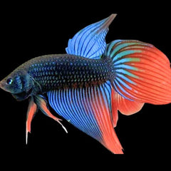Wild Betta Sunrise Tail Longfin Imbellis