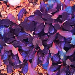 Bucephalandra 'Purple'