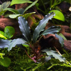 Bucephalandra 'Red Sword'