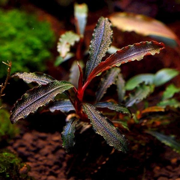 Bucephalandra 'Red Sword'