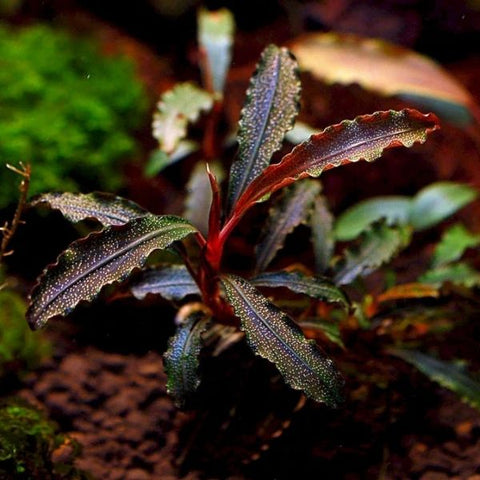Bucephalandra 'Red Sword'