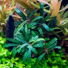 Bucephalandra 'Catherine'