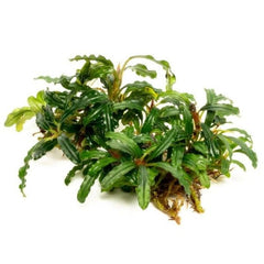 Bucephalandra 'Catherine'