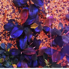 Bucephalandra 'Helena Blue'