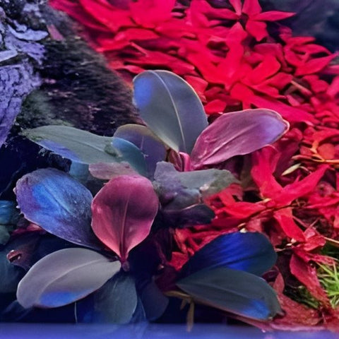 Bucephalandra 'Helena Blue'