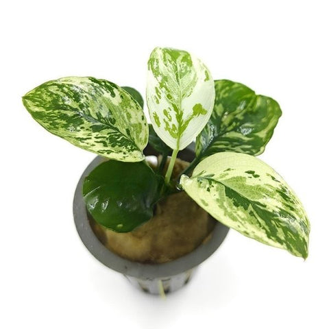 Anubias Verking
