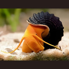Rabbit Snail (Tylomelania spp.)