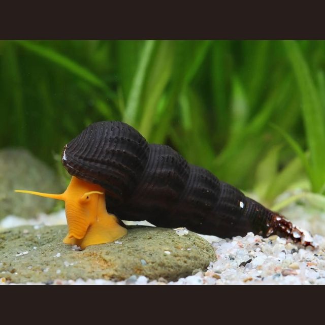 Rabbit Snail (Tylomelania spp.)