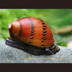 Onion Snail (Melanoides granifera)