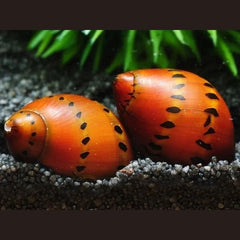 Onion Snail (Melanoides granifera)